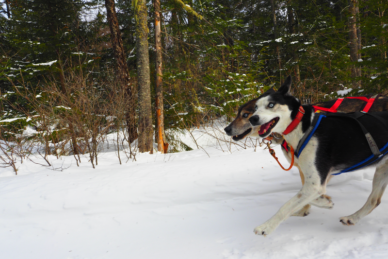 Illustration for article titled Where the Dogs Are: A Dogsledding Photo Diary